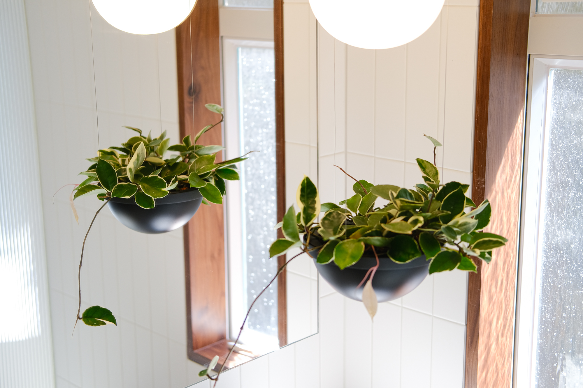 R&N Residence 11 Plant