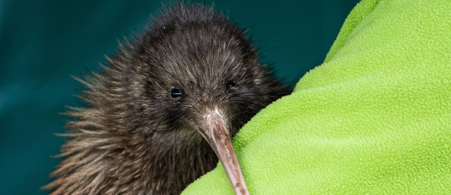 A Kiwi bird.