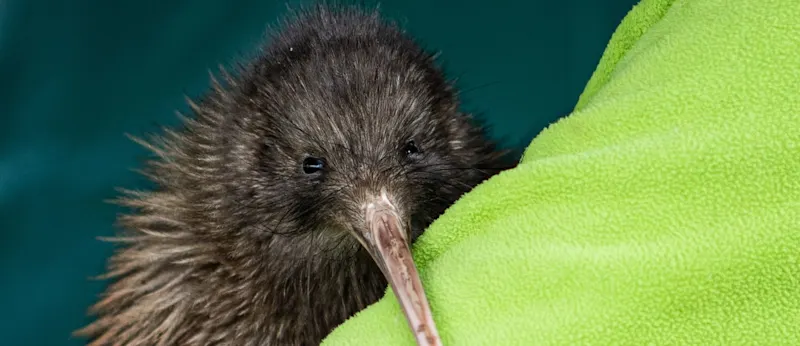 A Kiwi bird.
