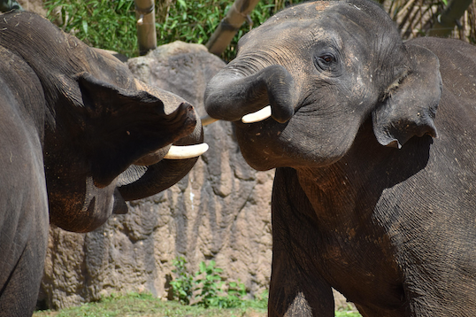 Two elephants engaged in a confrontation, representing the AMI vs State car, house and contents insurance comparison that Quashed provides for New Zealanders in 2026.