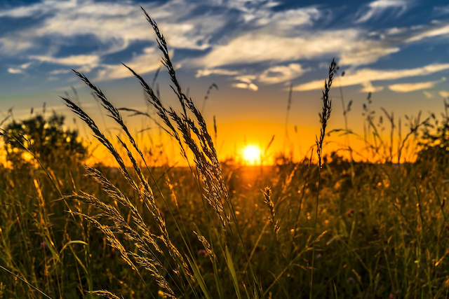 Wheat stalks at sunset symbolizing FMG’s 2026 award-winning customer satisfaction record for rural and residential insurance in New Zealand.