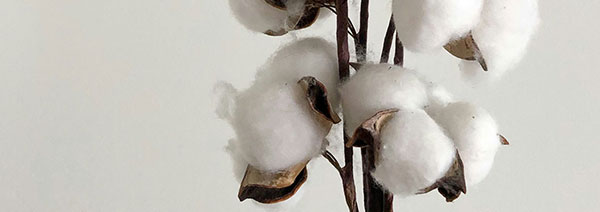 cotton brazil