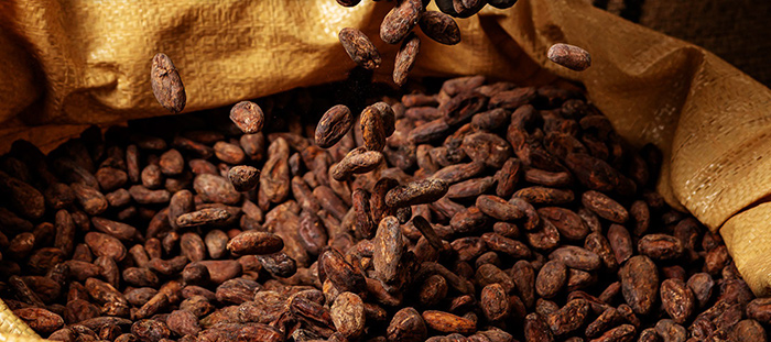 Cacao Costa de Marfil – ¡ningún país exporta más!