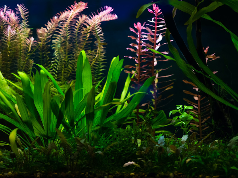 Indoor Water Garden Guide How to Make an Indoor Water Garden 2024