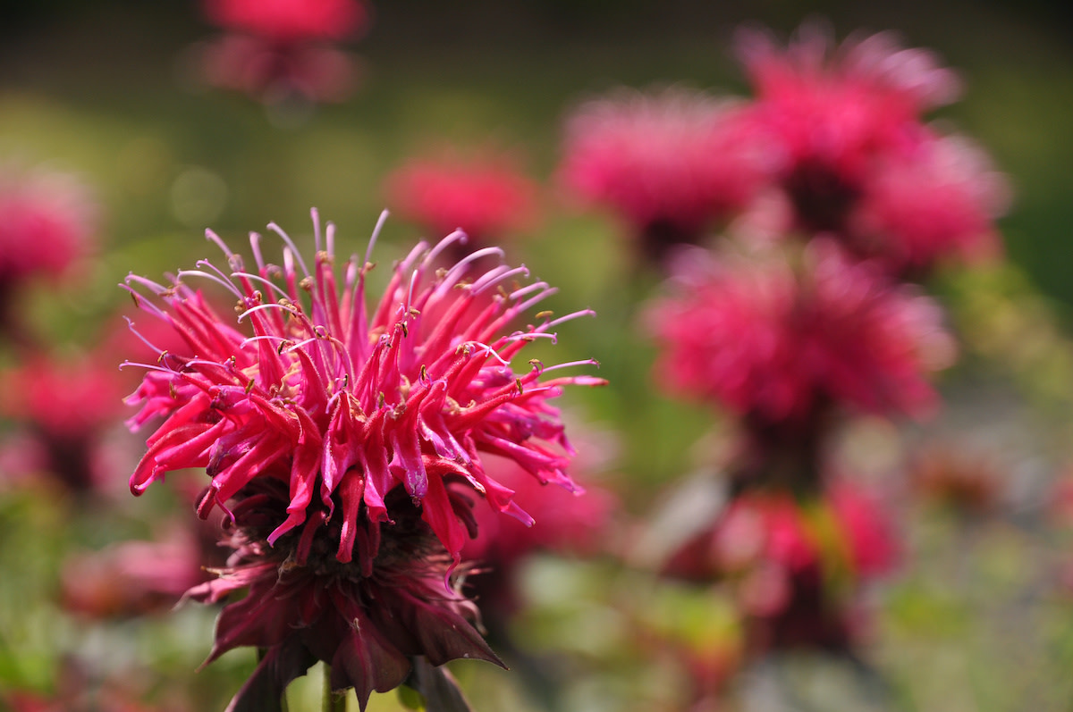 How to Grow Bee Balm 