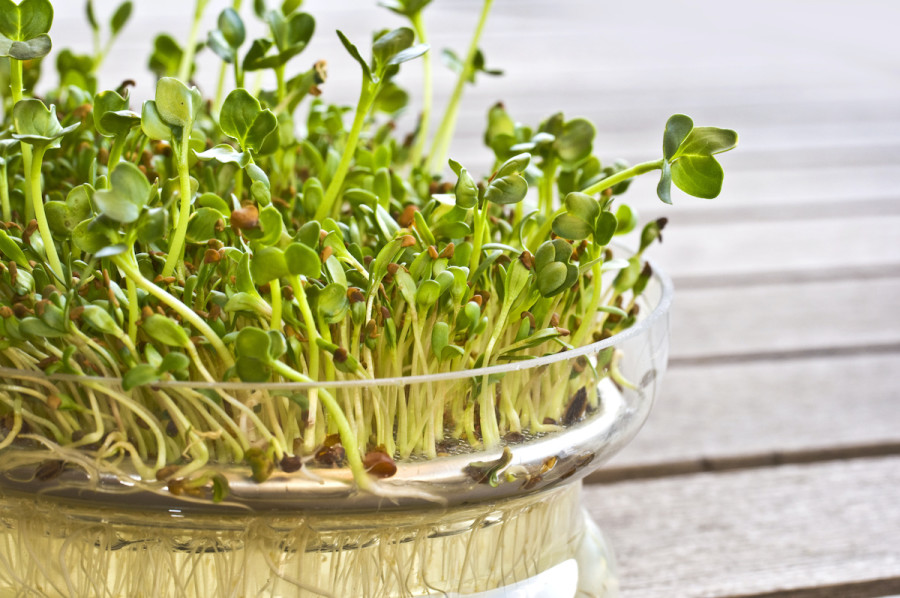 Alfalfa Sprouts Guide How To Grow Alfalfa Sprouts 2021 Masterclass