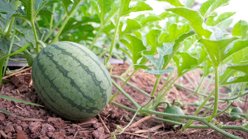 How To Tell When A Watermelon Is Ripe: 6 Testing Methods - 2024 