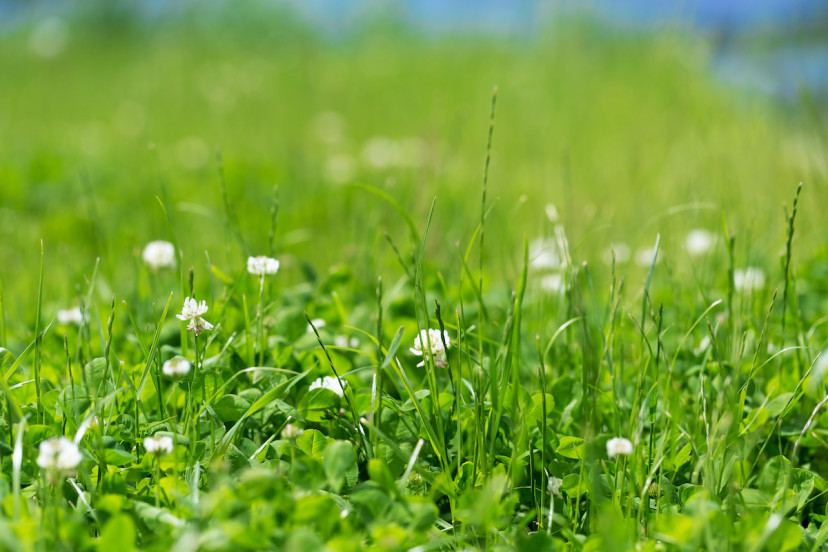 How to Get Rid of Clover: 8 Tips for Removing Clover Grass - 2024 ...