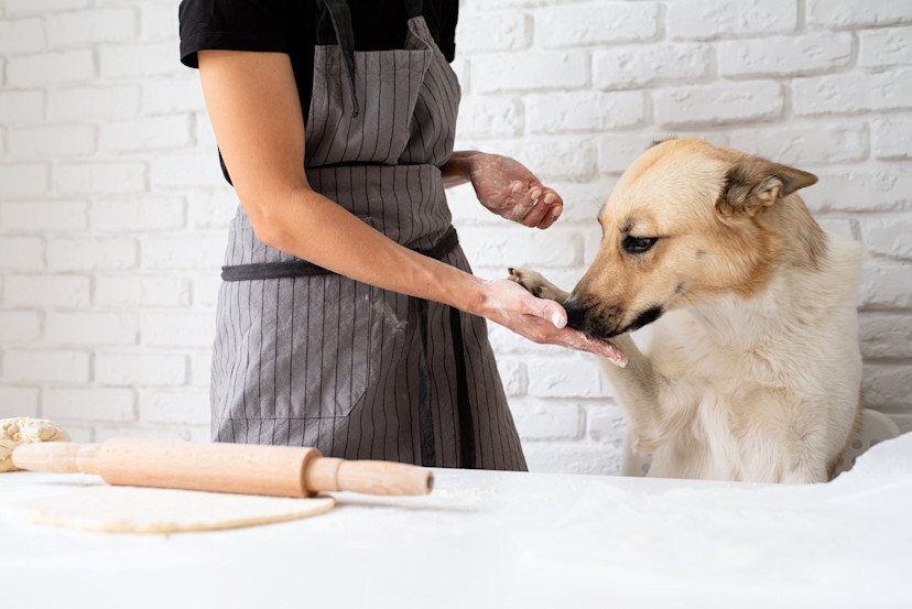 Can Dogs Eat Flour? 10 Types of Flour Safe for Dogs 2024 MasterClass