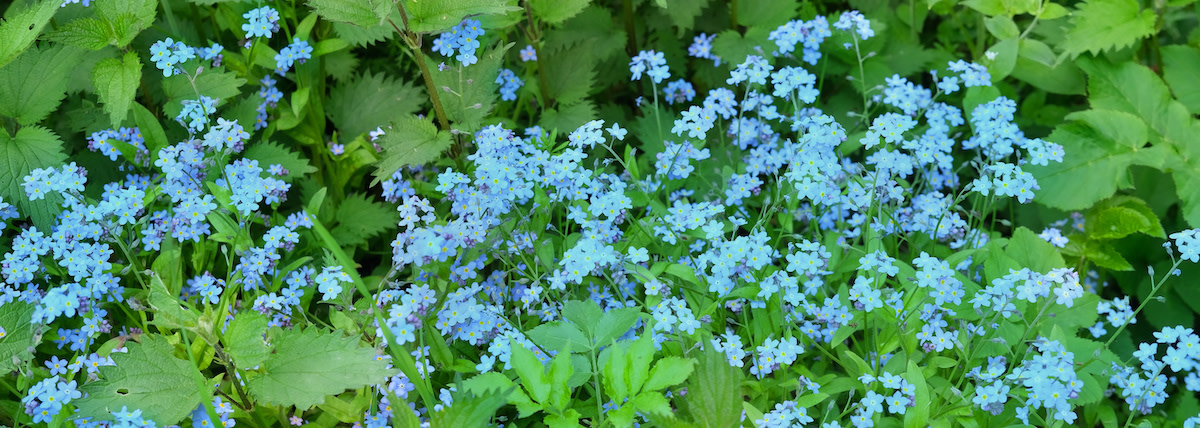 How to plant forget me not