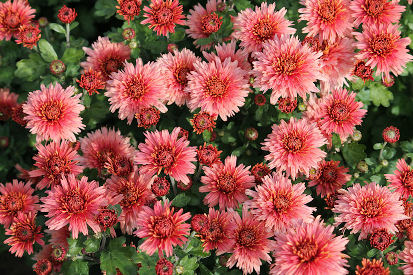 11 Best Perennial Flowers to Plant in Your Garden 2024 MasterClass