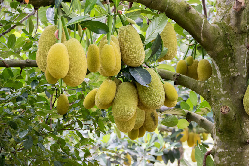 Jackfruit Trees How to Grow and Care for Jackfruit Trees 2024