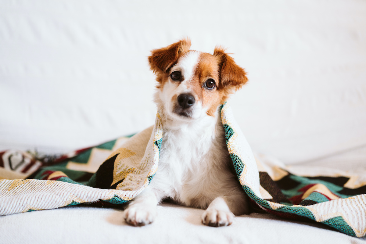 Is soy milk safe for outlet dogs