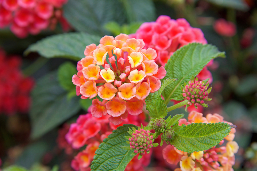 Lantana Plant Care Guide How To Grow Lantanas 22 Masterclass