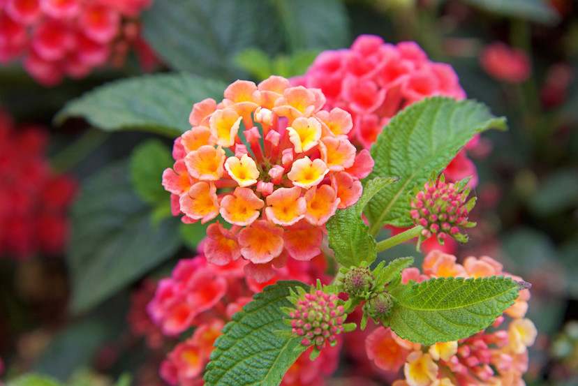 Lantana Plant Care Guide: How to Grow Lantanas - 2024 - MasterClass