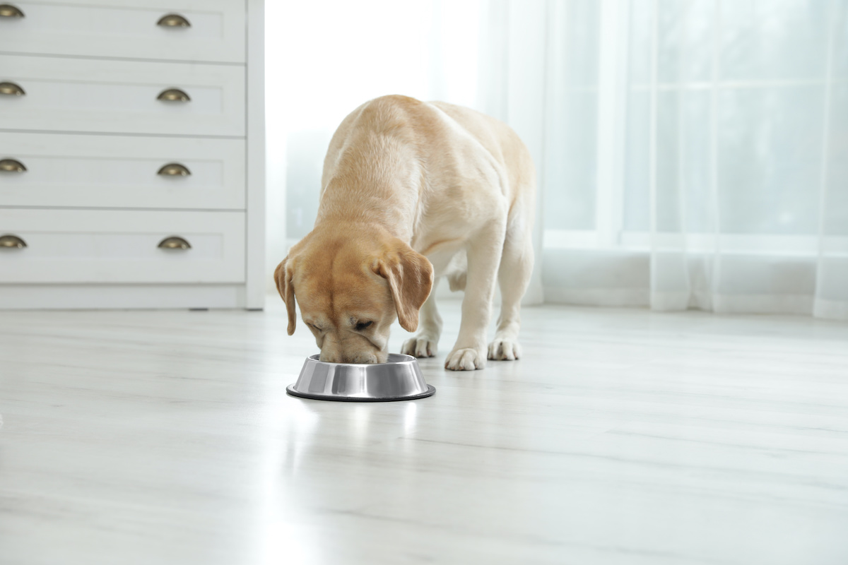 is mung beans good for dogs