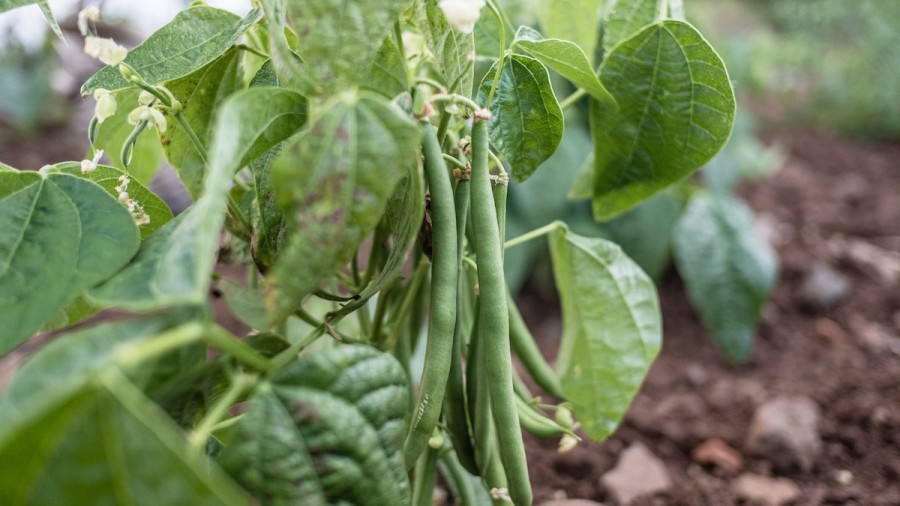 How To Grow Green Beans Grow Tips For Pole And Bush Beans 2021 Masterclass