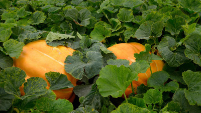 how-to-grow-a-giant-pumpkin-in-your-garden