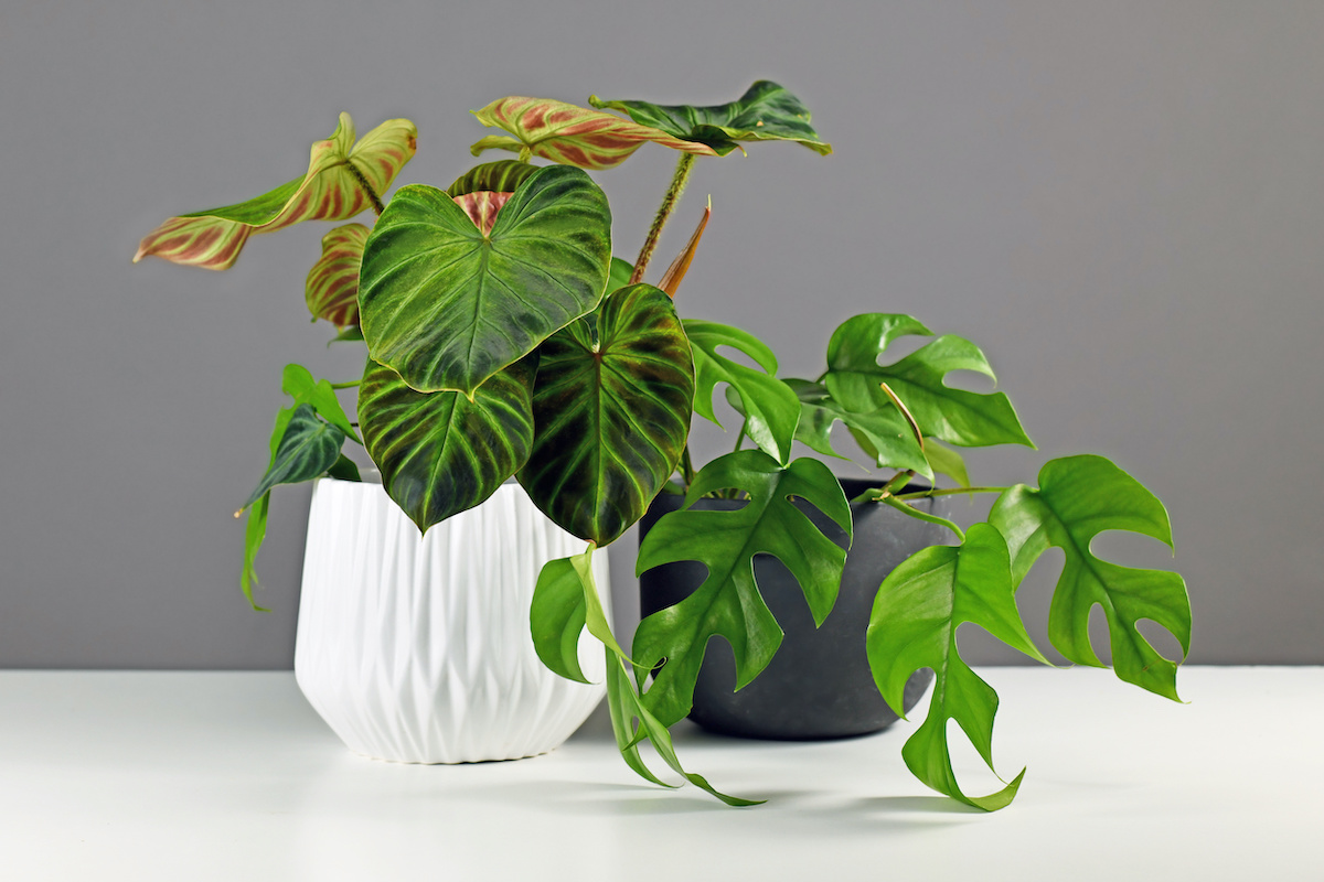 Philodendron Care Guide: How to Grow Philodendron Plants MasterClass