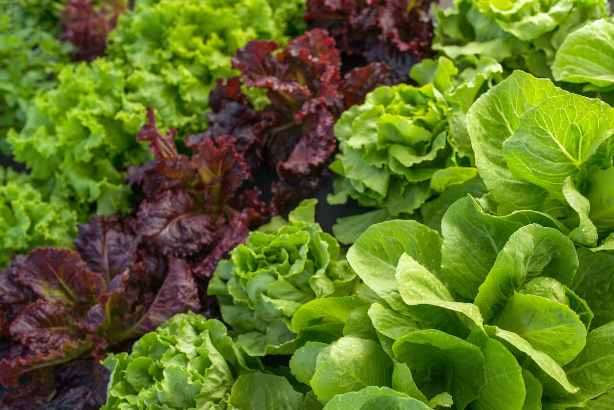 How to Keep Lettuce Fresh: Tips for Buying Fresh Lettuce - 2024 ...