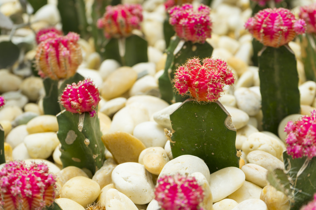 Moon Cactus Care Guide How to Grow a Moon Cactus 2021