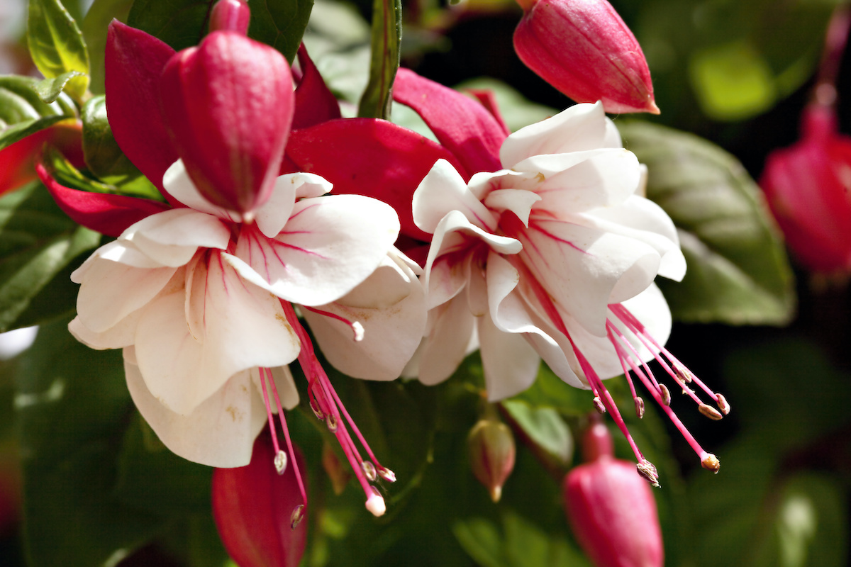 fuschia plant