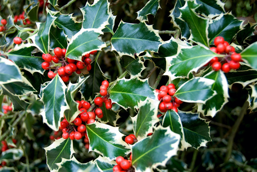 Holly Bushes: How to Plant and Grow Holly Bushes - 2024 - MasterClass