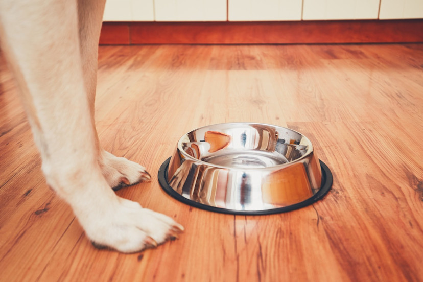 Can Dogs Have Cranberry Juice? 3 Risks of Cranberry Juice 2024