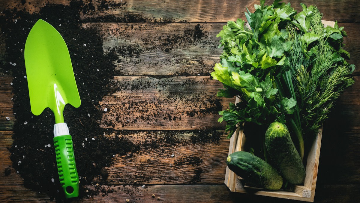 Dill Companion Planting Guide 5 Plants to Pair With Dill 2022