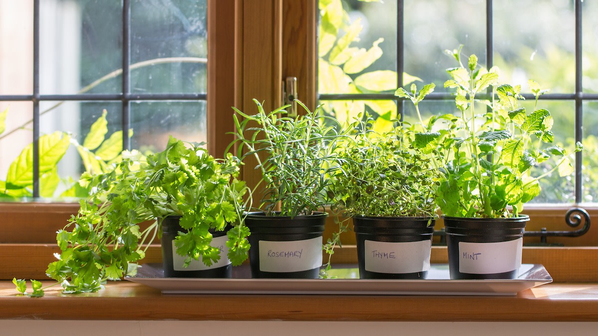 A Guide to Growing Herbs Indoors: 10 Tips for Herb Gardens