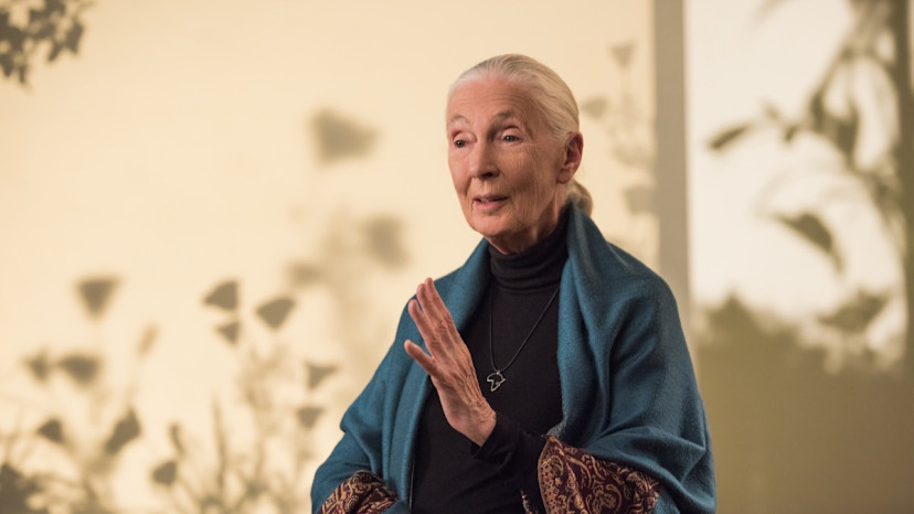 Dr. Jane Goodall on the 3 Biggest Problems Affecting the Planet - 2024 ...