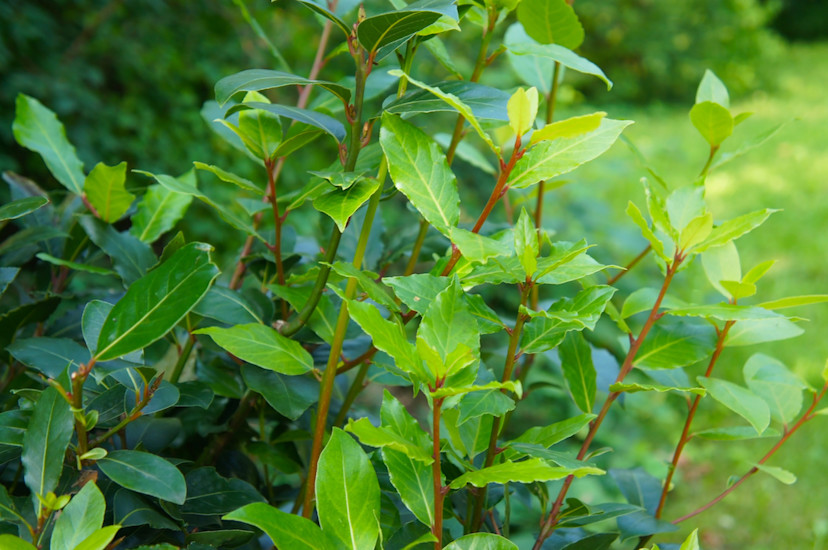 How To Grow Bay Laurel Trees To Harvest Bay Leaves At Home - 2024 