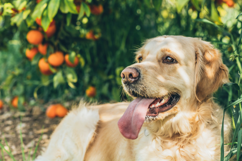 can-dogs-eat-tangerines-4-tips-for-feeding-dogs-tangerines-2024