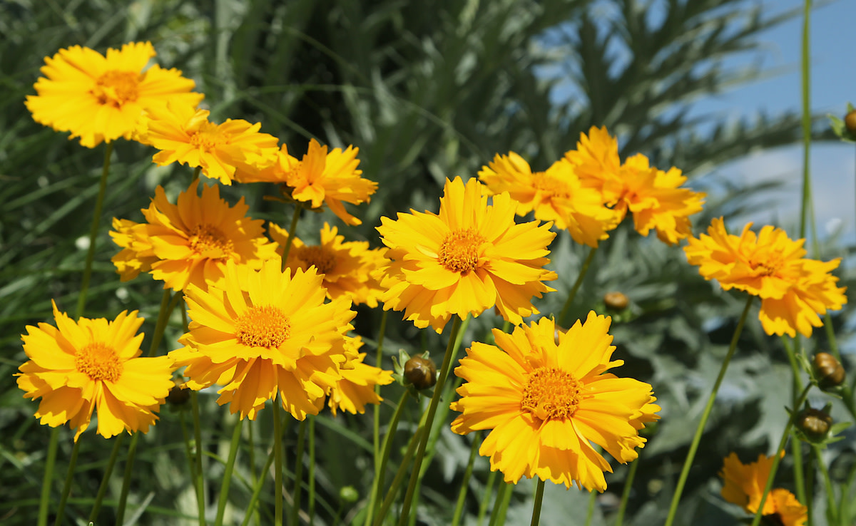 Coreopsis Plant Guide: How to Grow and Care for Coreopsis - 2024 ...