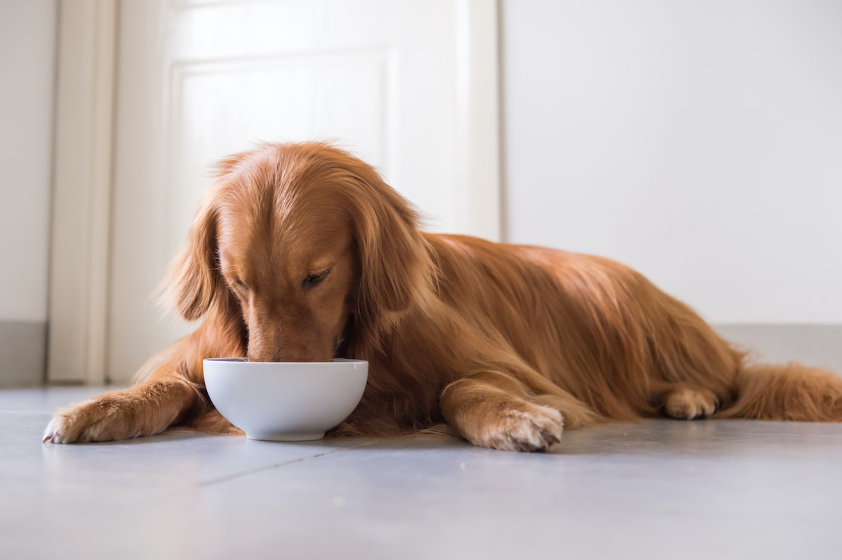 are lima beans safe for dogs to eat