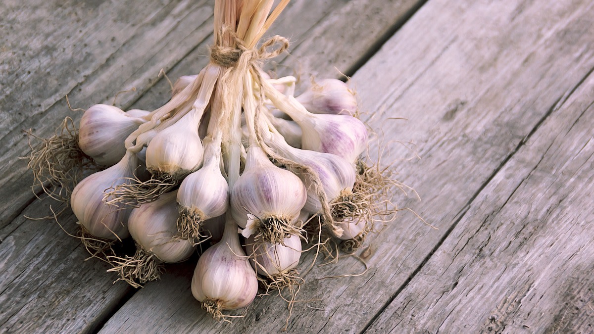 Garlic Companion Planting Guide 7 Plants to Grow With Garlic 2024