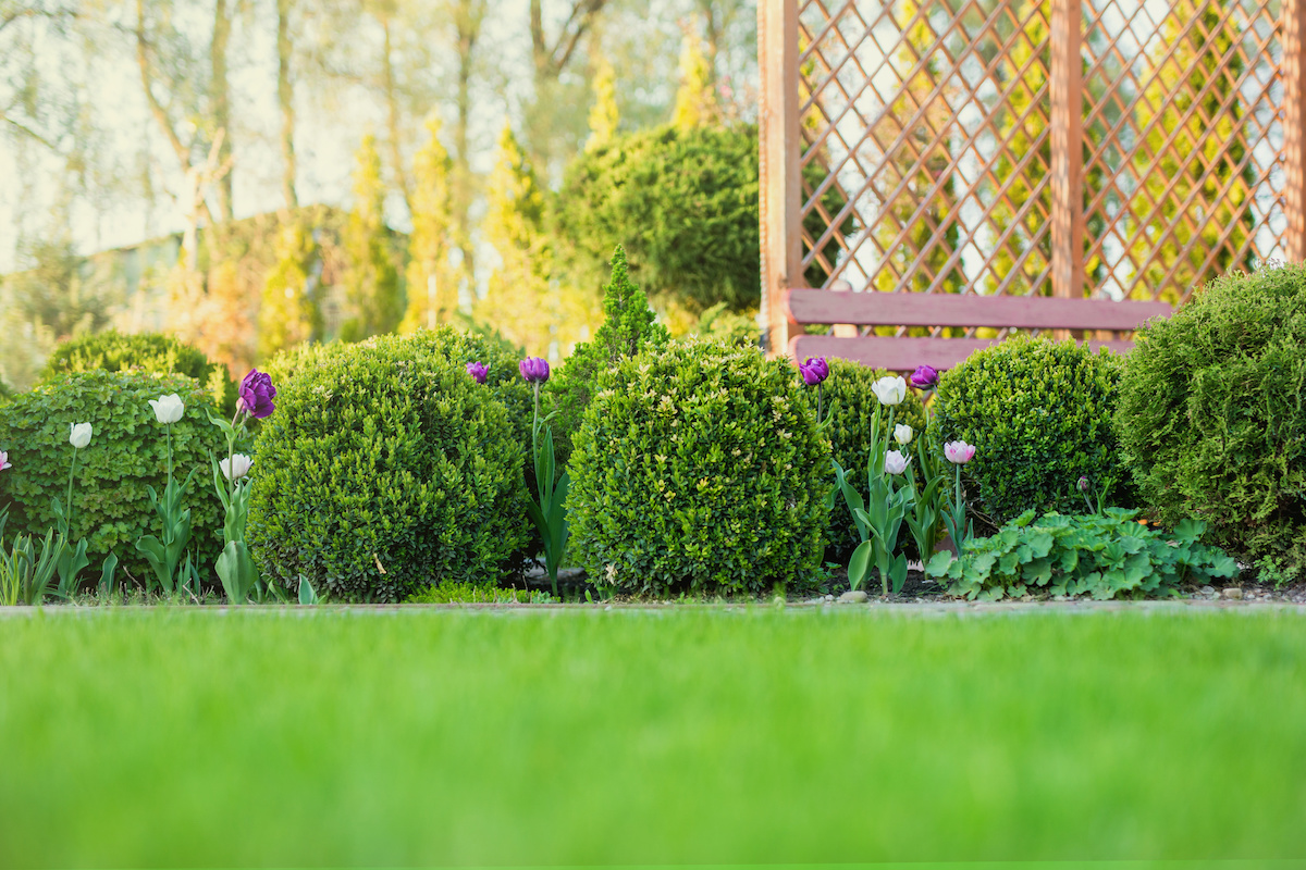 Trimming Boxwoods 3 Reasons To Trim Boxwoods 2024 MasterClass   AdobeStock 213606674 