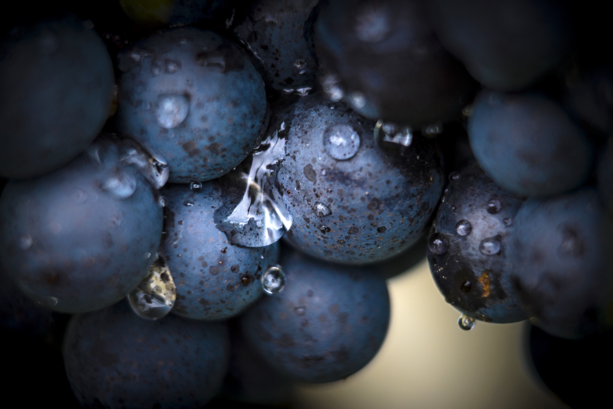 What Is Carbonic Maceration Learn About The Winemaking Process 2022   AdobeStock 292640732 