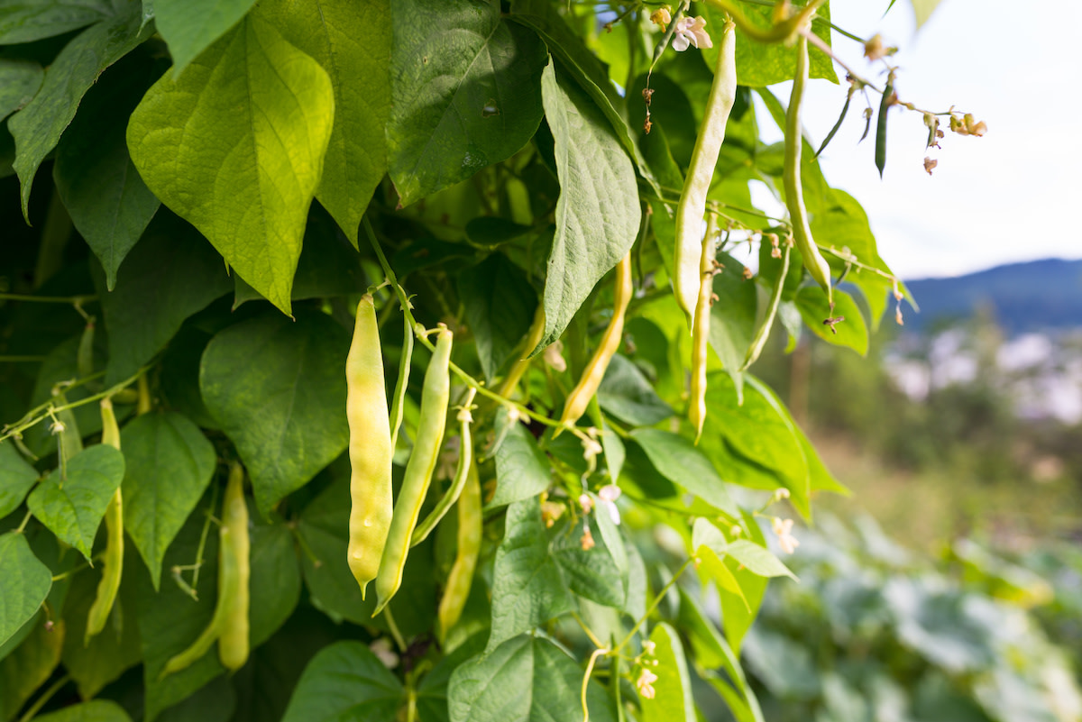 How to Grow Kidney Beans in 8 Steps 2022 MasterClass