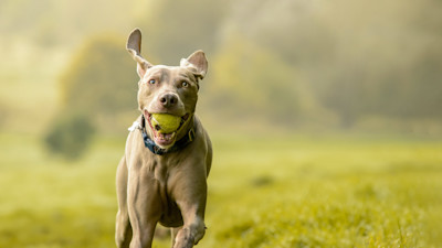 how-to-teach-your-dog-to-fetch