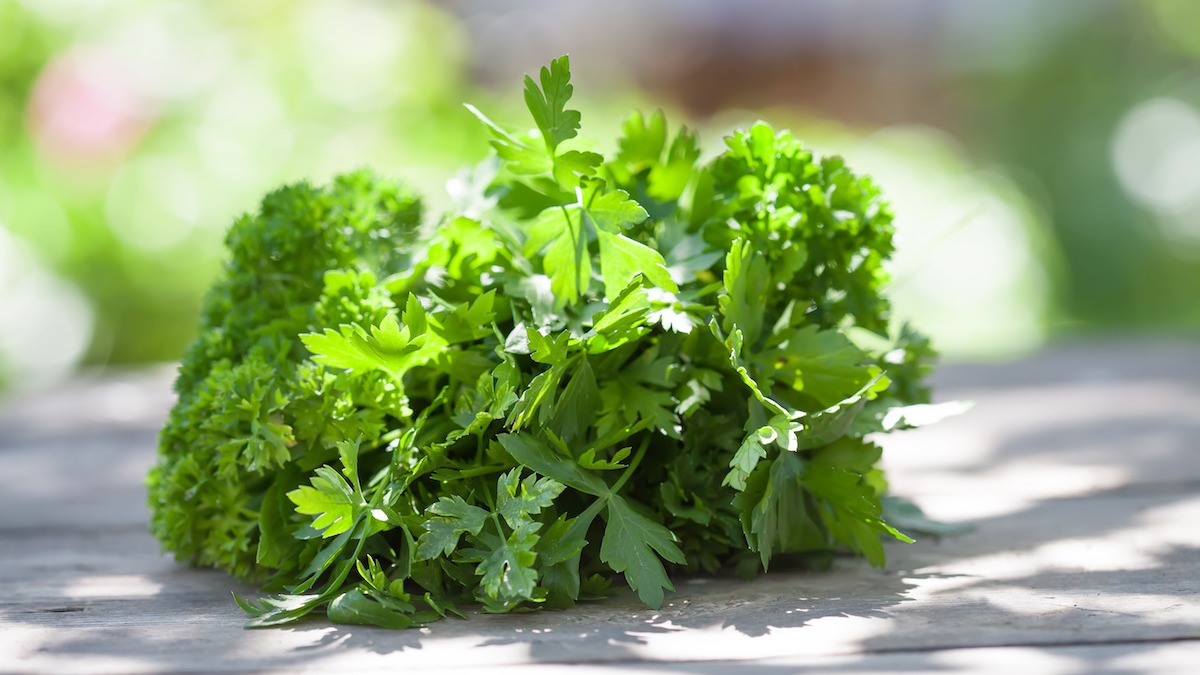 What Is the Difference Between Flat-Leaf Parsley and Curly Parsley? - 2021  - MasterClass