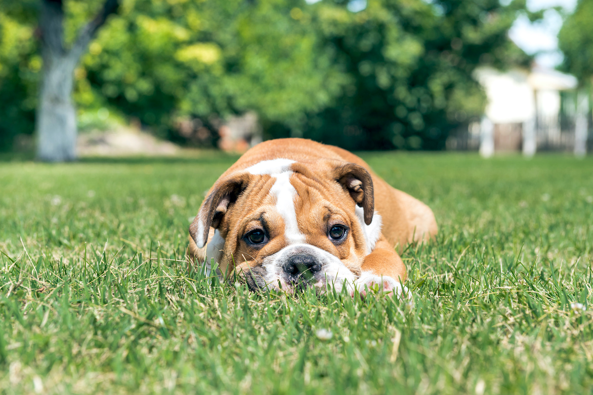 can bulldogs ear black berrys