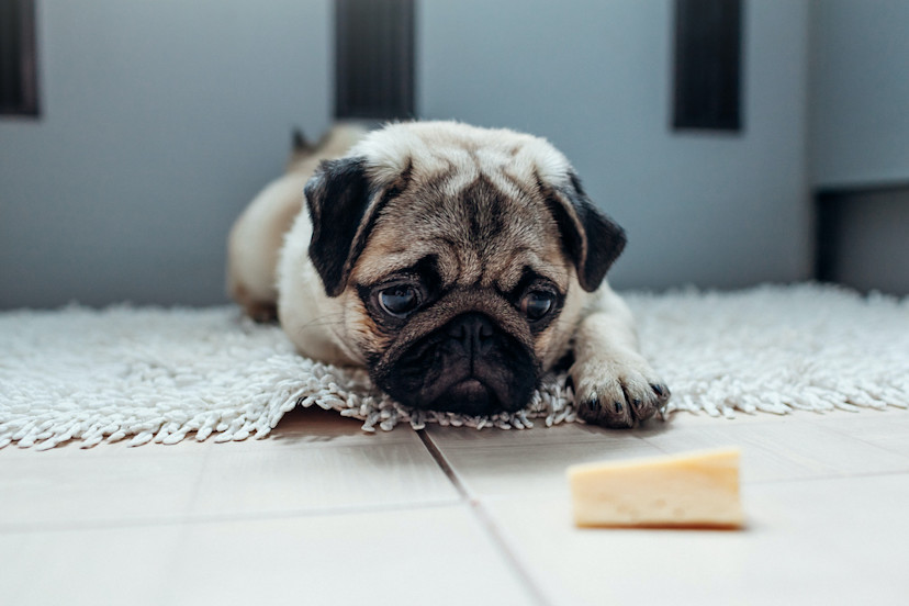 Can Dogs Eat Cheese? 3 Benefits of Cheese for Dogs 2024 MasterClass