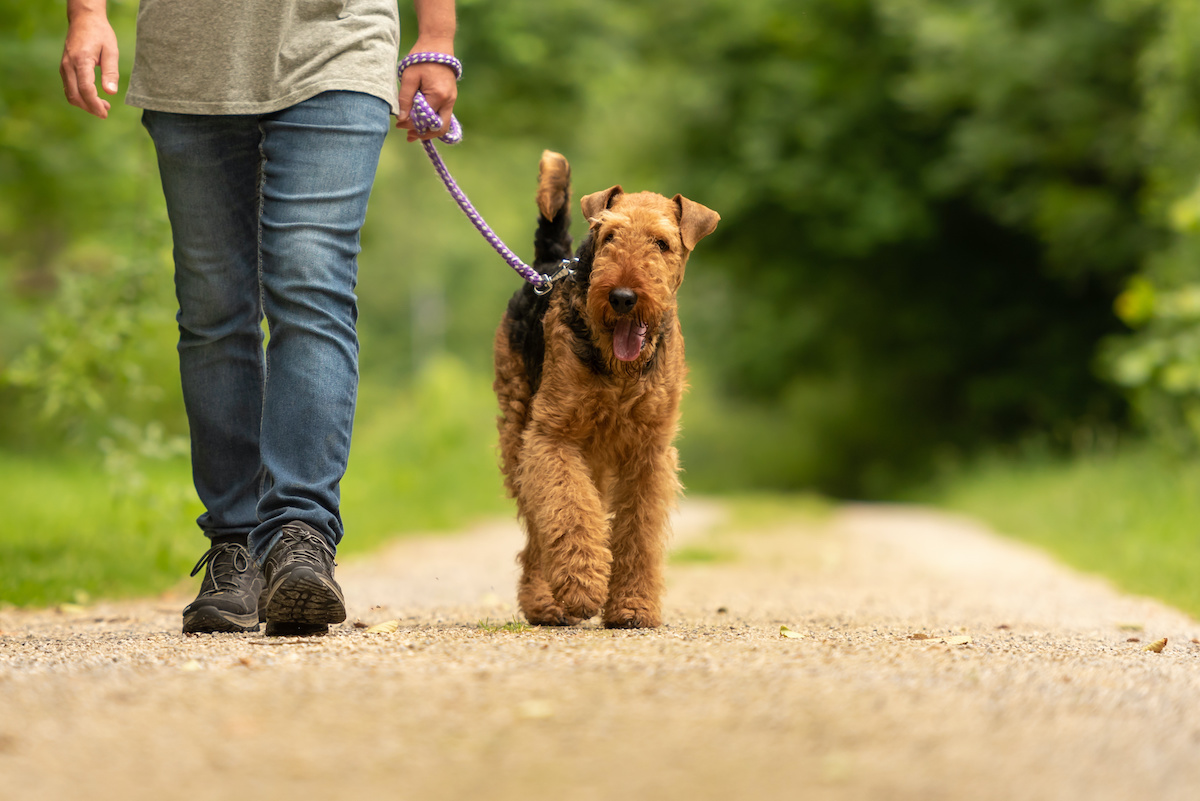 why do dogs always poop on walks