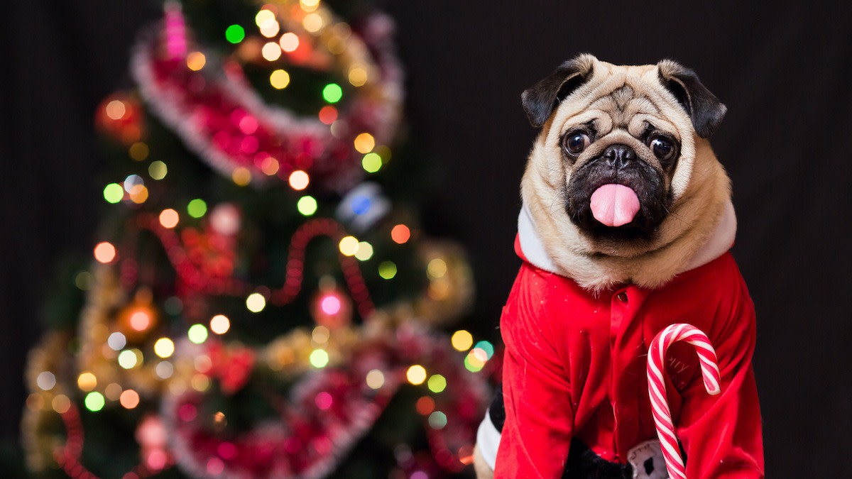 Can Dogs Eat Candy Canes? Why the Candy Is Bad for Dogs - 2022 ...