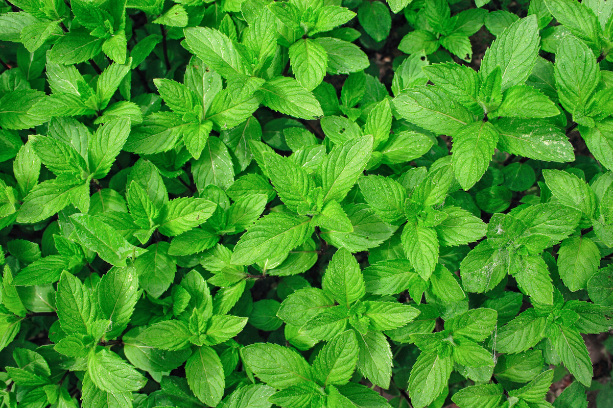 17 Types of Mint: How to Grow Different Types of Mint - 2024