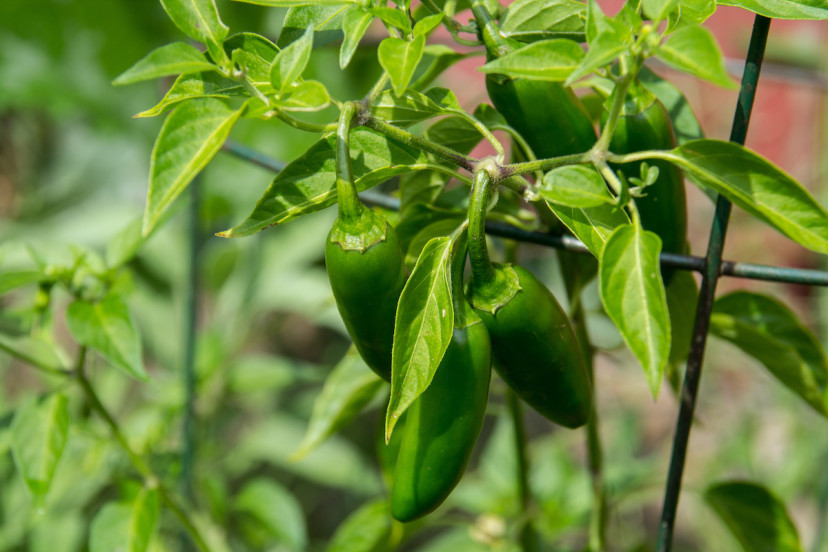 9 Tips for Growing Jalapeños How to Grow Jalapeño Peppers 2024