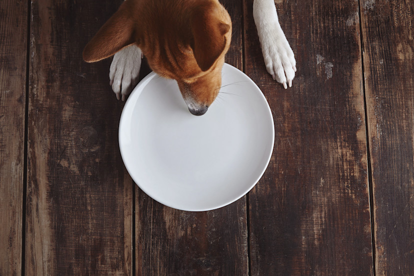 Can Dogs Eat Curry? 3 Harmful Side Effects of Curry Powder 2024