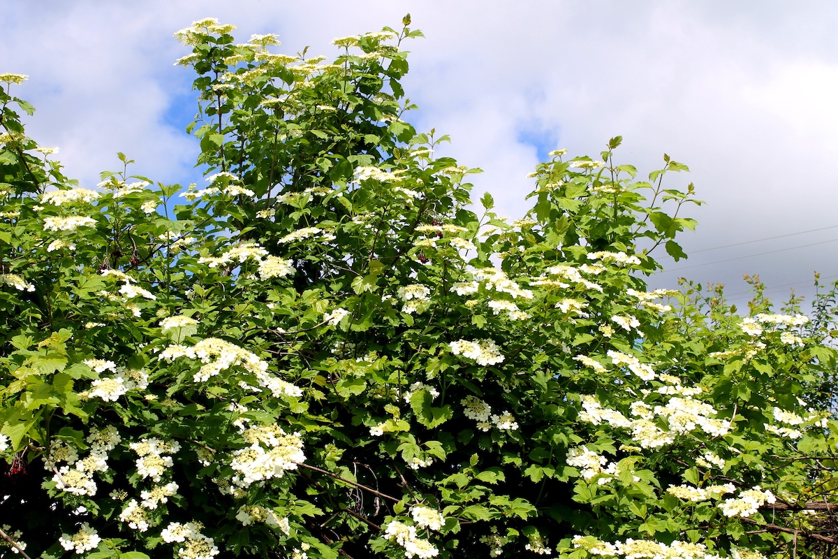 How To Grow And Care For Arrowwood Viburnum In Your Garden - 2024 ...