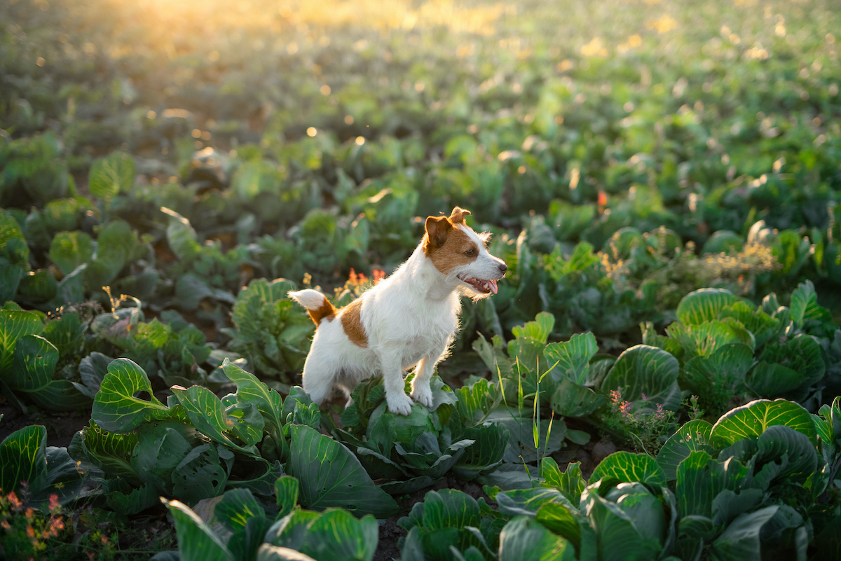 is red cabbage good for dogs